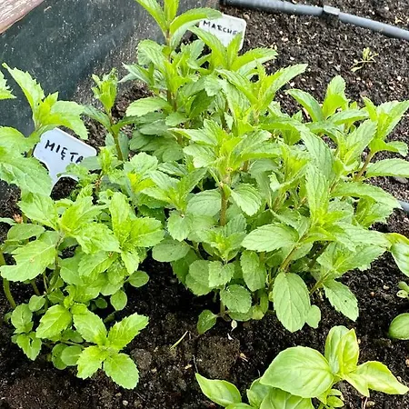 Casa vacanze Dom W Lesie - Schodno13 *