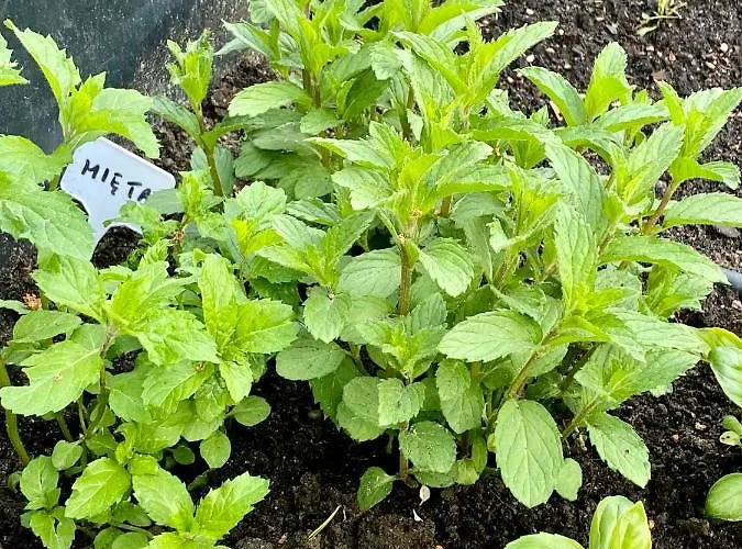 بيت للعطل Dom W Lesie - Schodno13 *